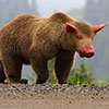 Digital Art Titled Bear Pig